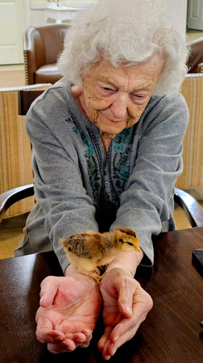 A senior resident gently holds a fluffy baby chick in her hands, smiling softly and enjoying a heartwarming moment of connection with the young animal.