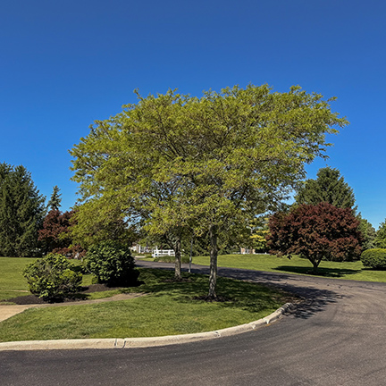 Grounds at Carriage Court featuring landscaping, trees and green grass.